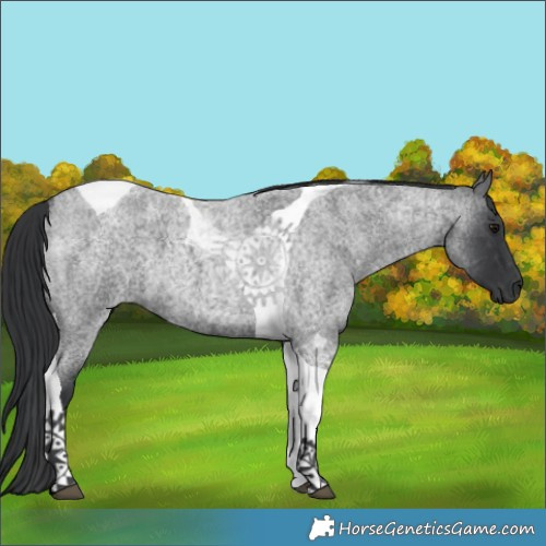 Horse Color:Blue Roan Tobiano 