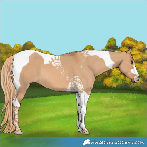 Horse Color:Red Dun Tobiano 
