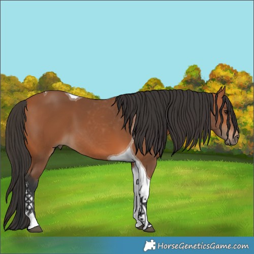 Horse Color:Bay Tobiano 
