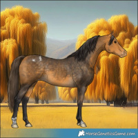 Horse Color:Buckskin Appaloosa Rabicano 