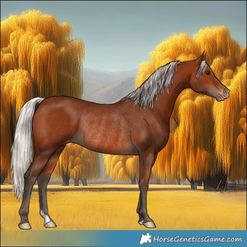 Horse Color:Silver Brown Appaloosa Rabicano 