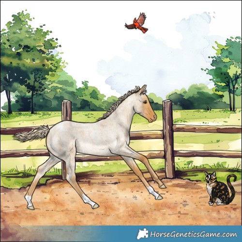 Horse Color:Palomino Roan Dun Appaloosa 