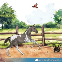Horse Color:Grullo Tobiano Appaloosa 