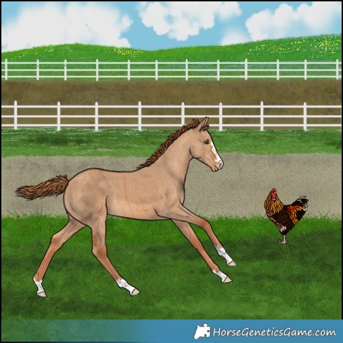 Horse Color:Red Dun Varnish Brindle 
