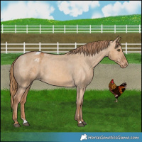 Horse Color:Red Dun Blanket Brindle 