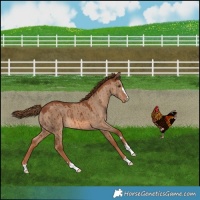 Horse Color:Red Dun Varnish Brindle
