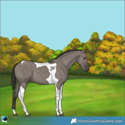 Horse Color:Grullo Tobiano Brindle 