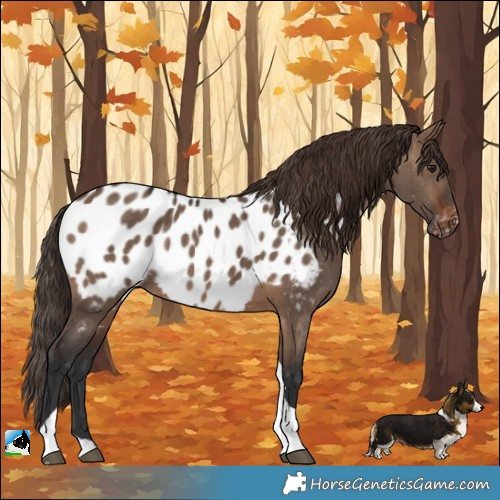 Horse Color:Brown Dun Tobiano Near Leopard Brindle