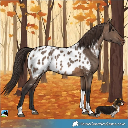 Horse Color:Brown Dun Tobiano Appaloosa Brindle 
