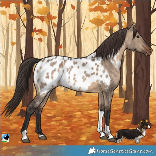 Horse Color:Brown Dun Tobiano Appaloosa Brindle
