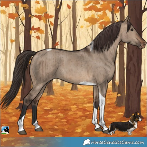 Horse Color:Brown Dun Tobiano Appaloosa Brindle