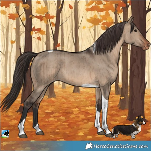 Horse Color:Brown Dun Tobiano Appaloosa Brindle 