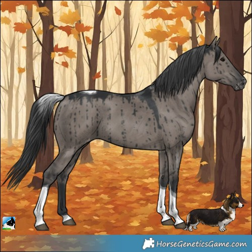 Horse Color:Grullo Tobiano Appaloosa Brindle 