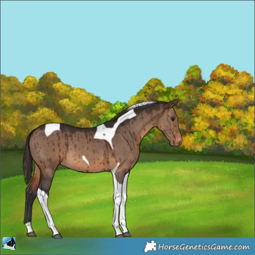 Horse Color:Brown Dun Tobiano Appaloosa Brindle