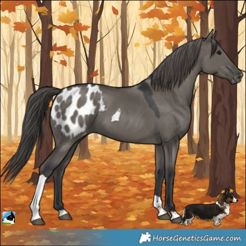 Horse Color:Grullo Tobiano Appaloosa 
