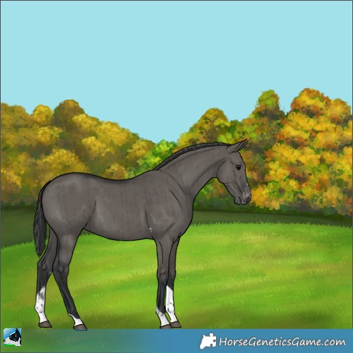 Horse Color:Grullo Tobiano Appaloosa Brindle 