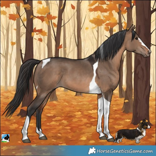 Horse Color:Brown Dun Tobiano 