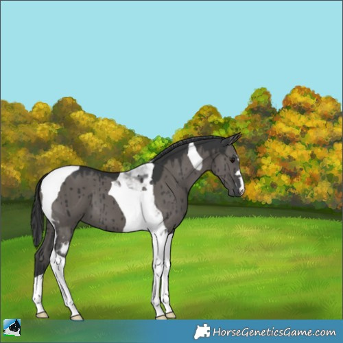 Horse Color:Grullo Tobiano Brindle 