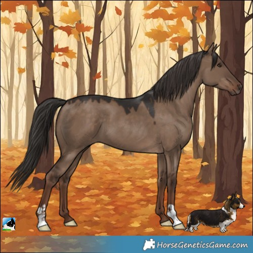 Horse Color:Liver Red Dun 