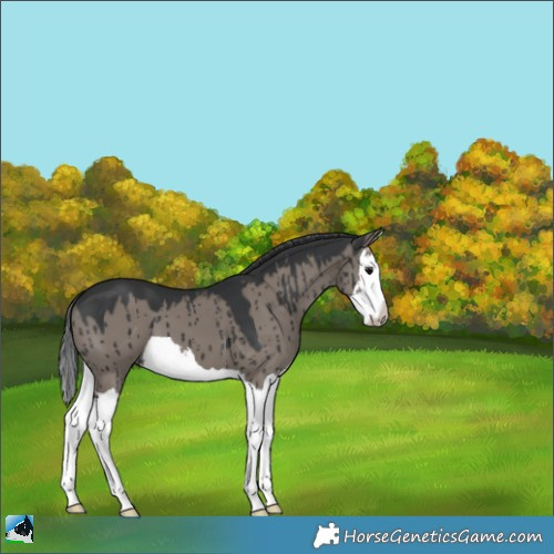 Horse Color:Grullo Splash Brindle