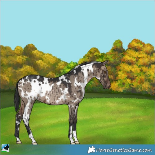 Horse Color:White Spotted Brown Dun Appaloosa Rabicano Brindle 