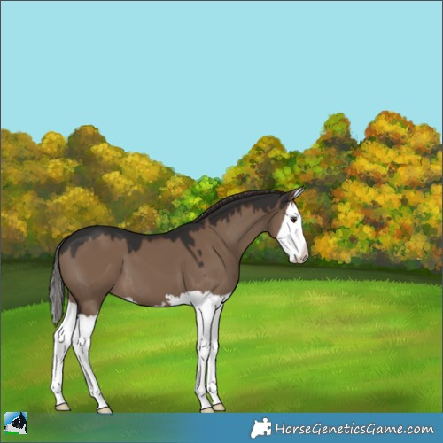 Horse Color:Liver Red Dun Splash 