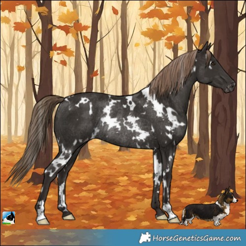 Horse Color:White Spotted Liver Chestnut Appaloosa Rabicano