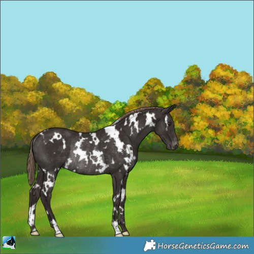 Horse Color:White Spotted Liver Chestnut Appaloosa Rabicano