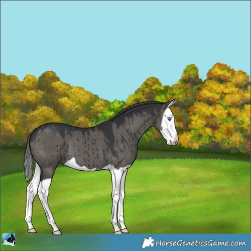 Horse Color:Grullo Splash Brindle 