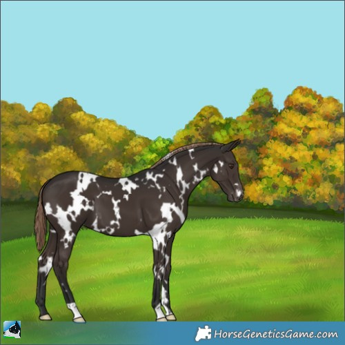 Horse Color:White Spotted Liver Chestnut Appaloosa 
