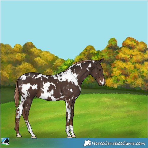 Horse Color:White Spotted Liver Chestnut 