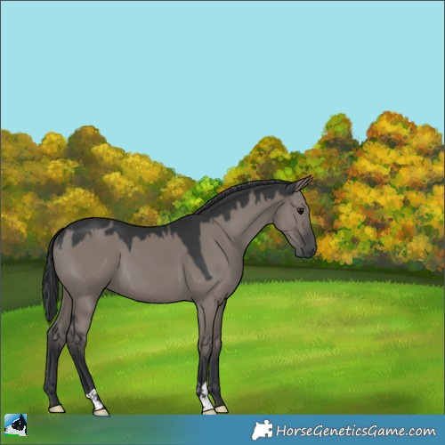 Horse Color:Grullo 