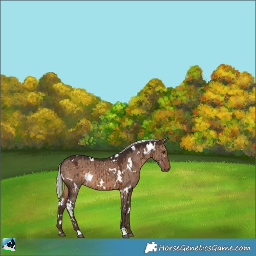 Horse Color:White Spotted Silver Brown Dun Brindle 