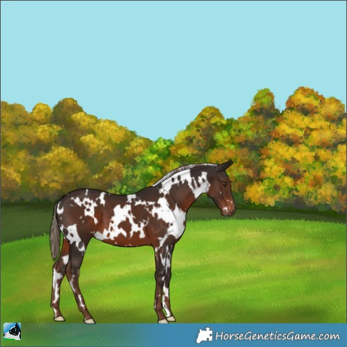 Horse Color:White Spotted Liver Chestnut 