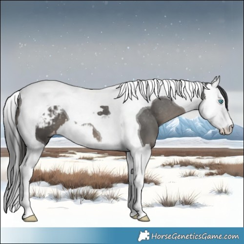 Horse Color:Black Splash Tobiano Appaloosa 