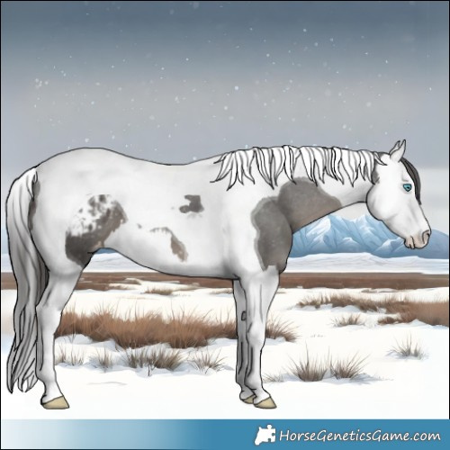 Horse Color:Black Splash Tobiano Appaloosa 