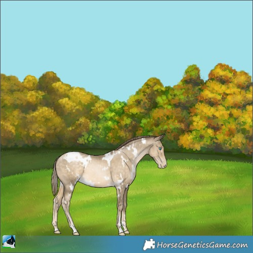 Horse Color:White Spotted Buckskin Pearl 