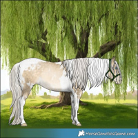Horse Color:White Spotted Silver Buckskin Pearl Tobiano 