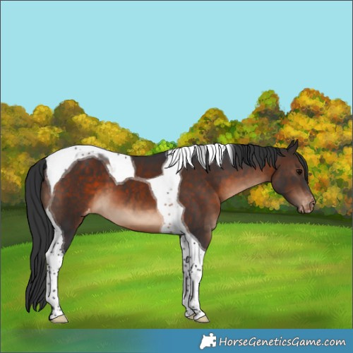 Horse Color:Brown Tobiano Appaloosa 