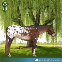 Horse Color:White Spotted Liver Chestnut Tobiano Appaloosa