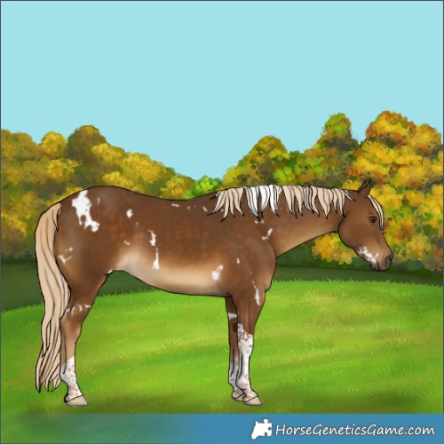 Horse Color:White Spotted Chocolate Palomino Tobiano