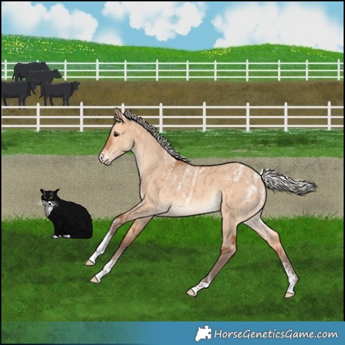 Horse Color:Powder White Silver Bay Dun Brindle 