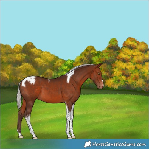 Horse Color:Silver Brown Tobiano Appaloosa 
