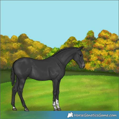 Horse Color:Black Tobiano Appaloosa 