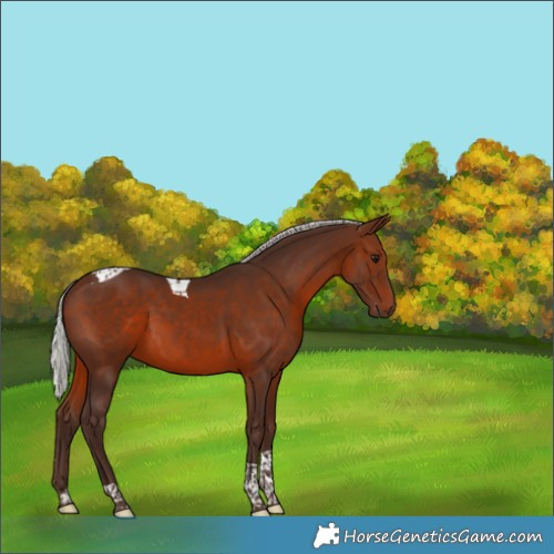 Horse Color:Silver Brown Tobiano 