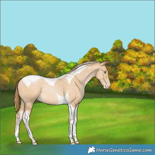 Horse Color:Buckskin Pearl Tobiano 