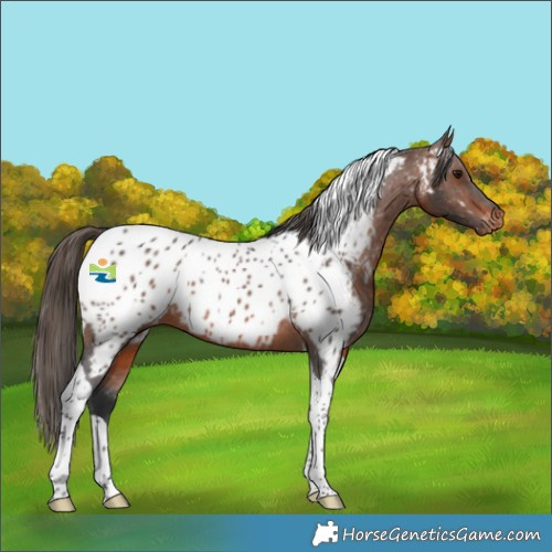 Horse Color:Brown Tobiano Appaloosa 