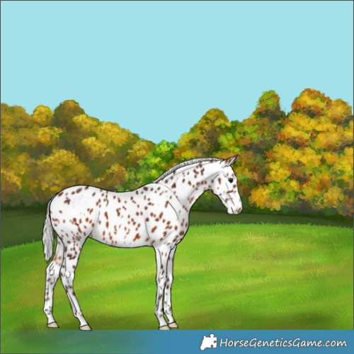 Horse Color:White Spotted Silver Brown Appaloosa