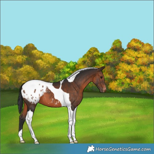 Horse Color:Brown Tobiano Appaloosa 