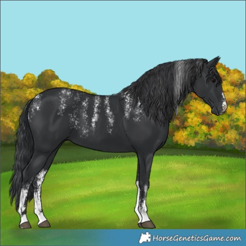 Horse Color:Powder White Black 